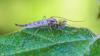 Chironomus sp.
